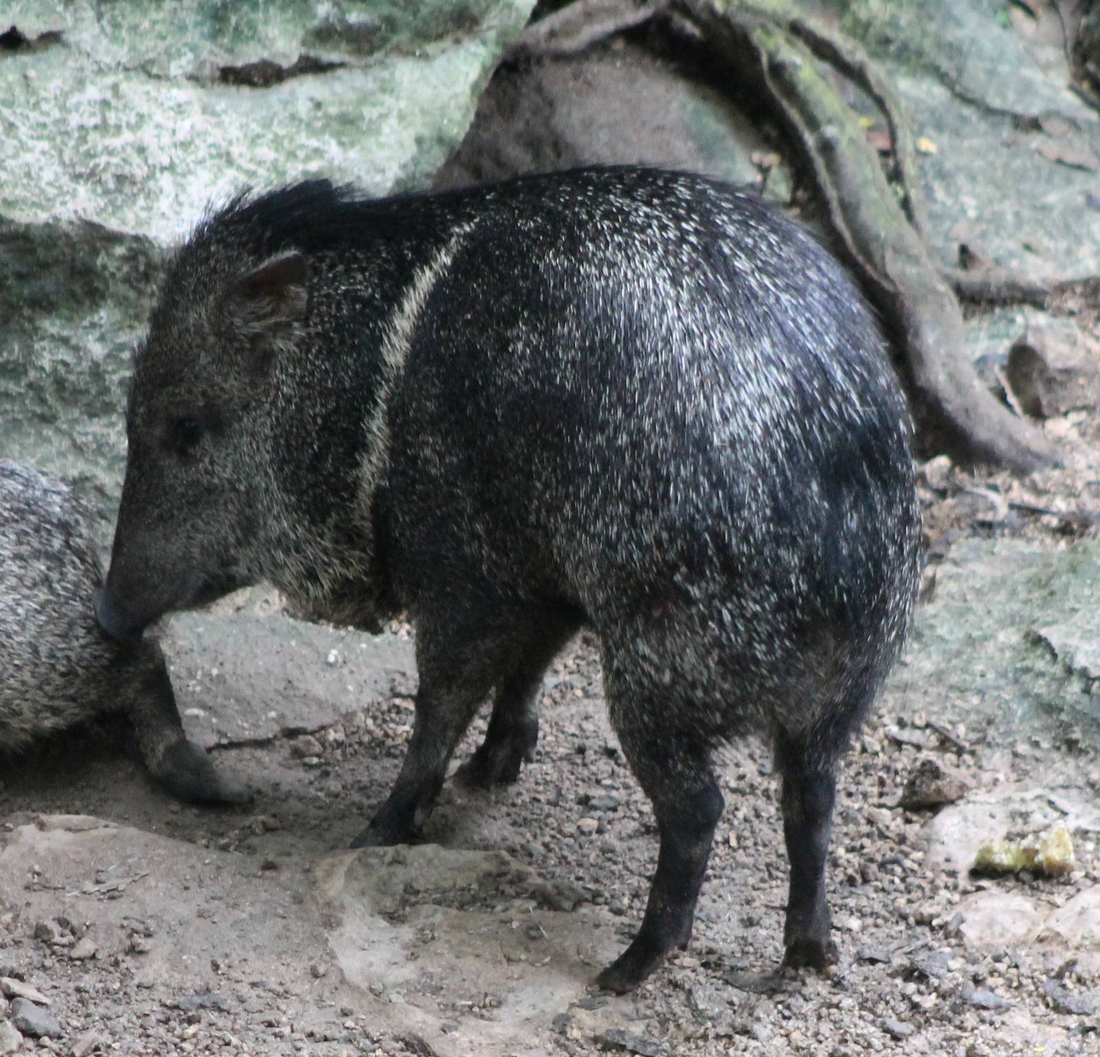 Collared peccary