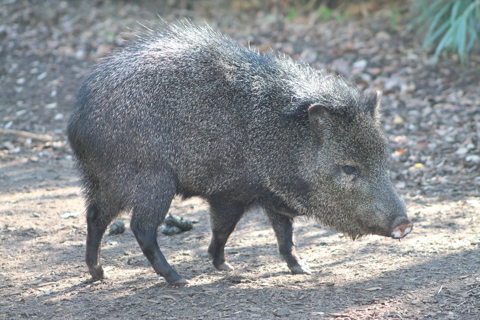 Collared Peccary
