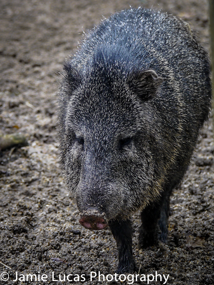 Collared peccary