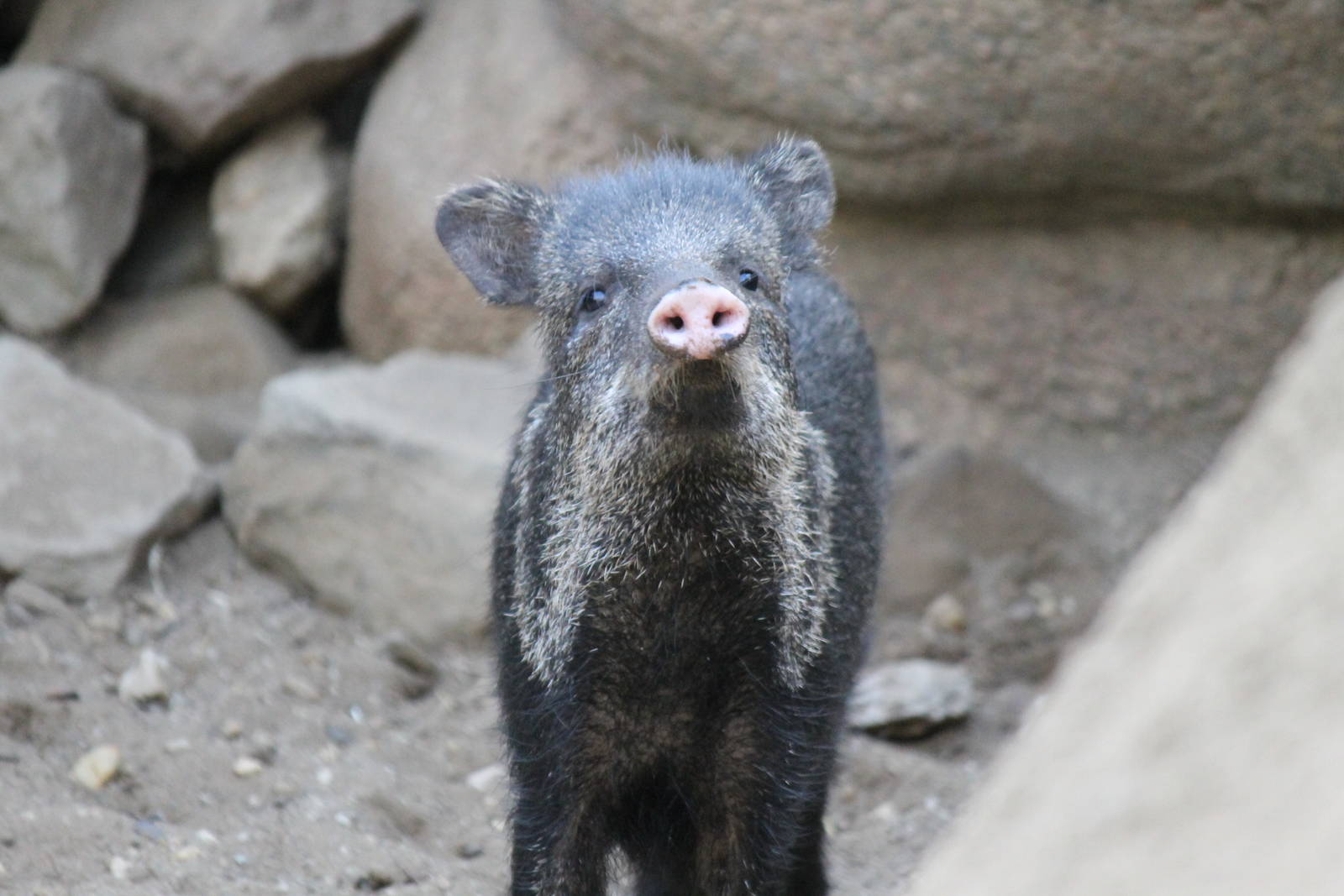 Collared peccary