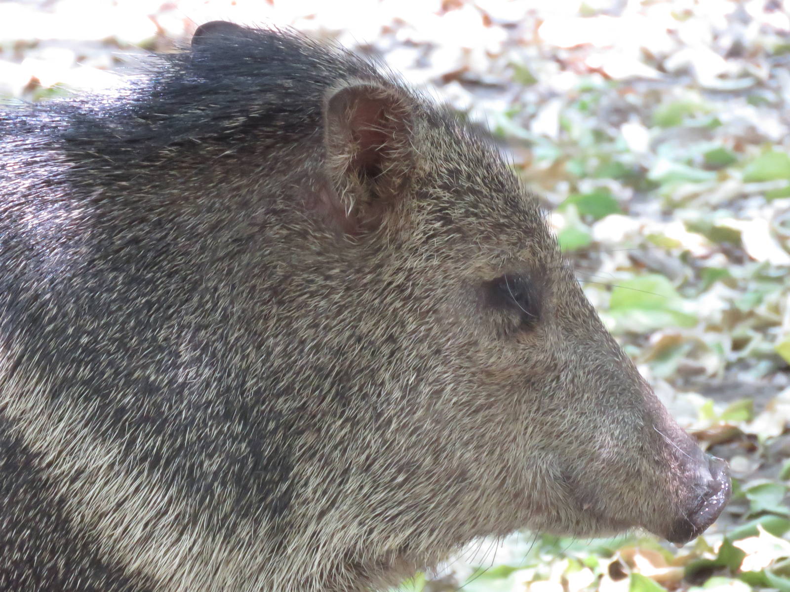 Collared peccary