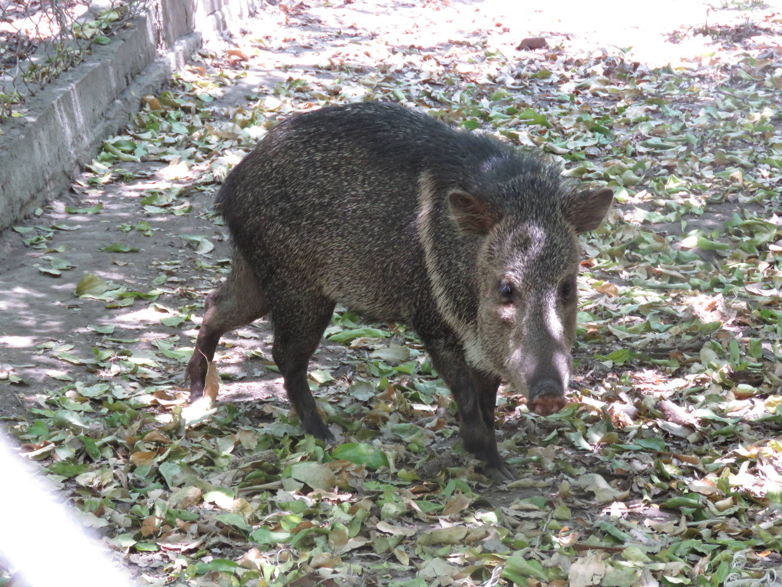 Collared peccary