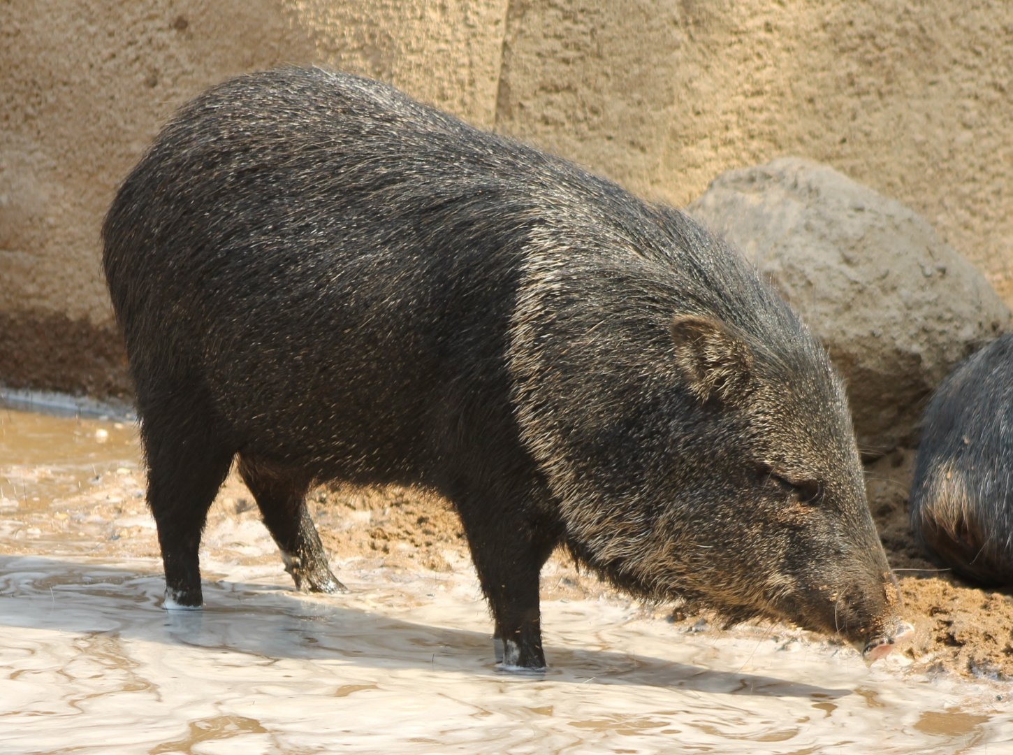 Collared peccary