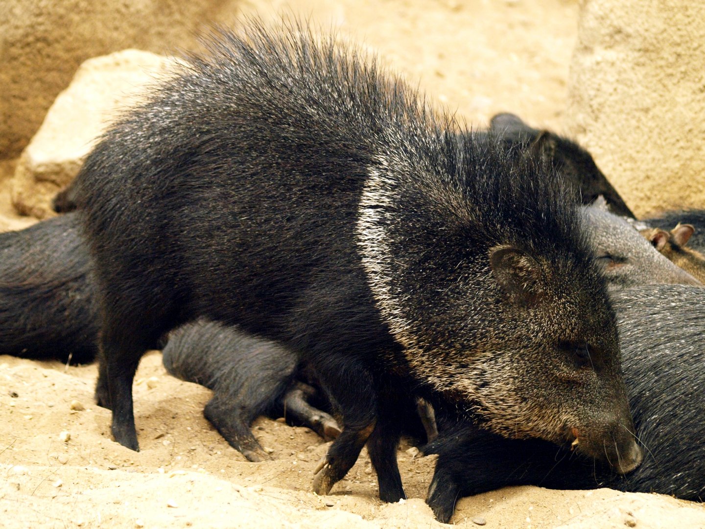 Collared peccary