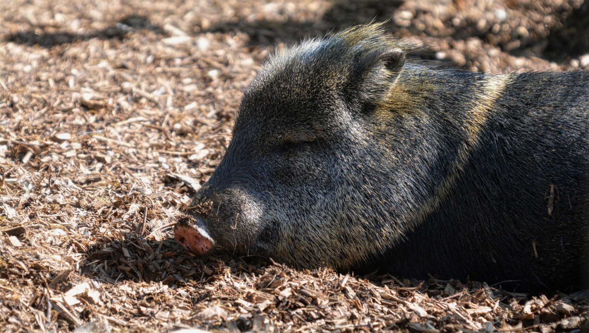 collared Peccary