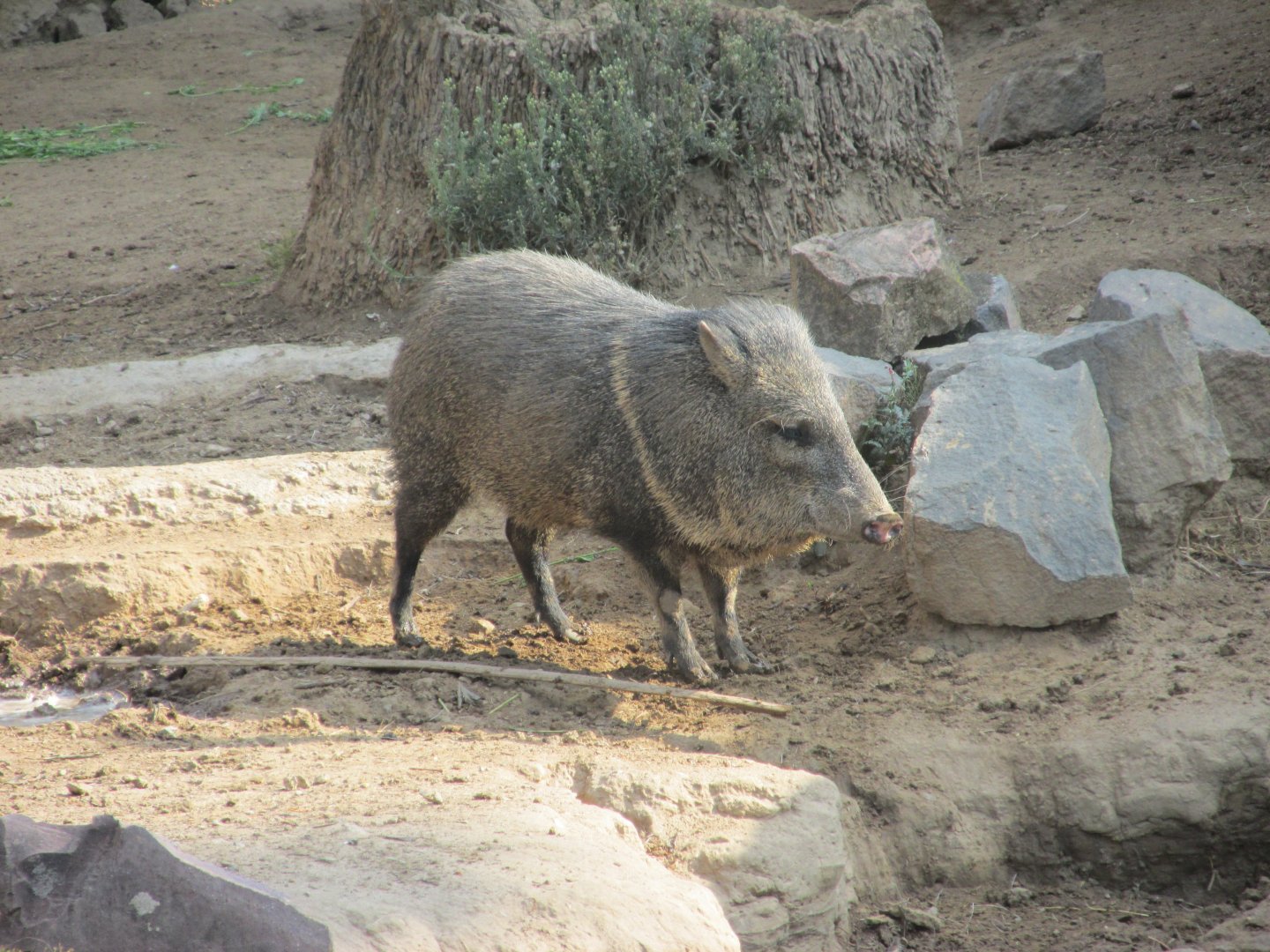 collared peccary