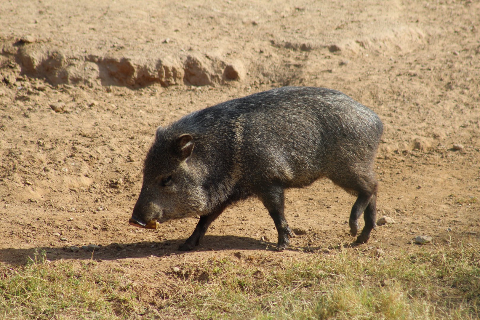 Collared Peccary