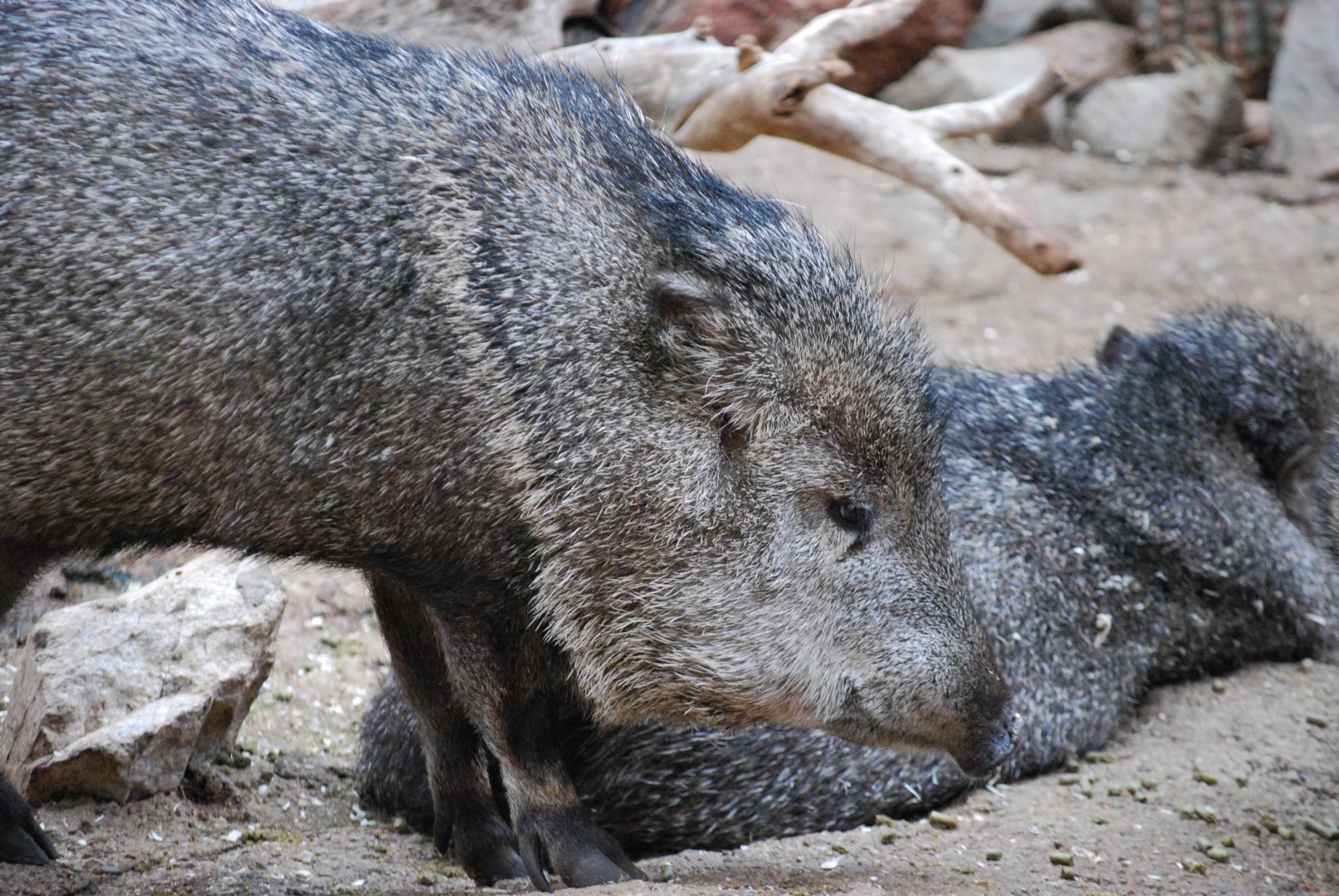 Collared Peccary
