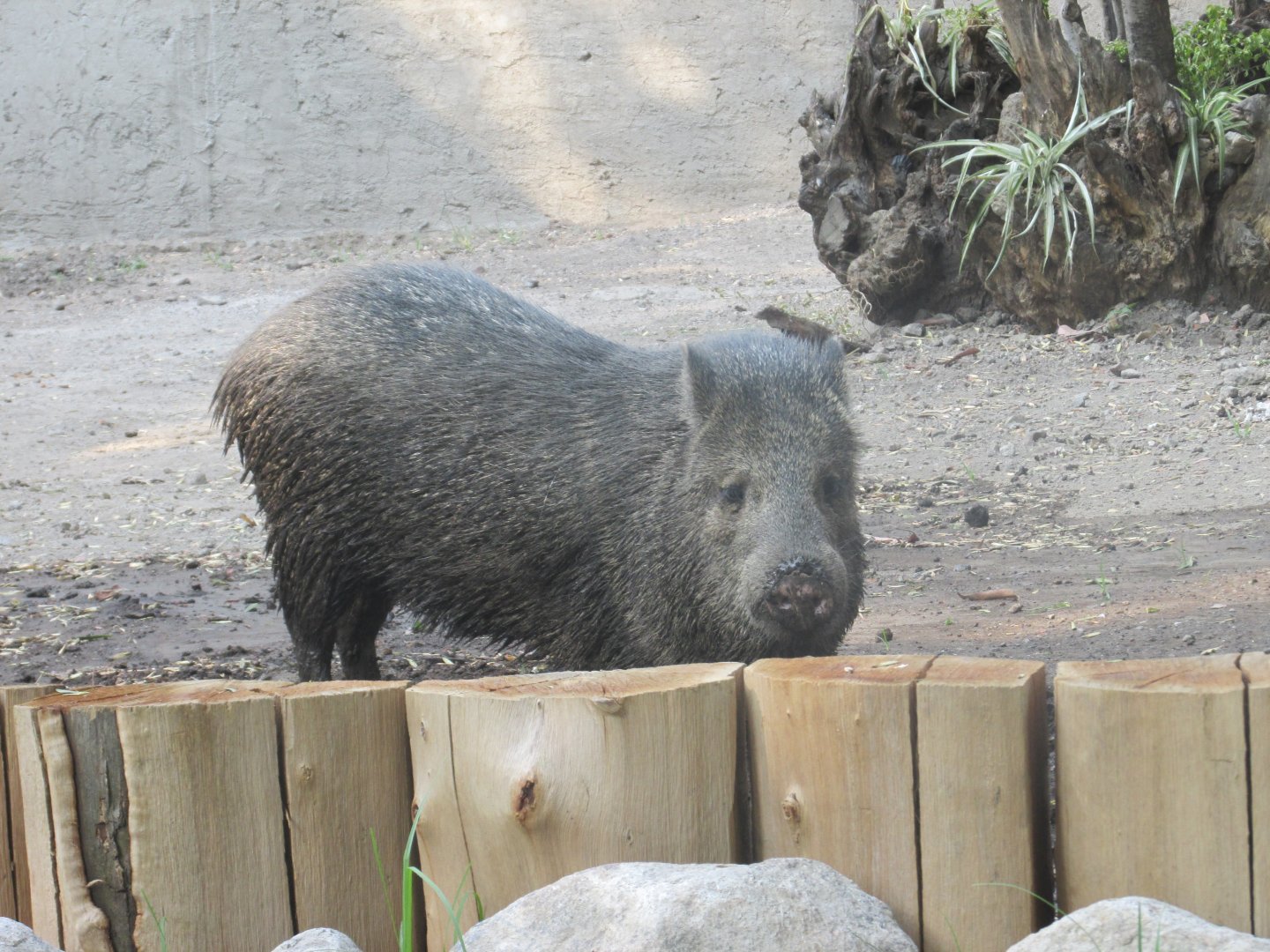 collared peccary