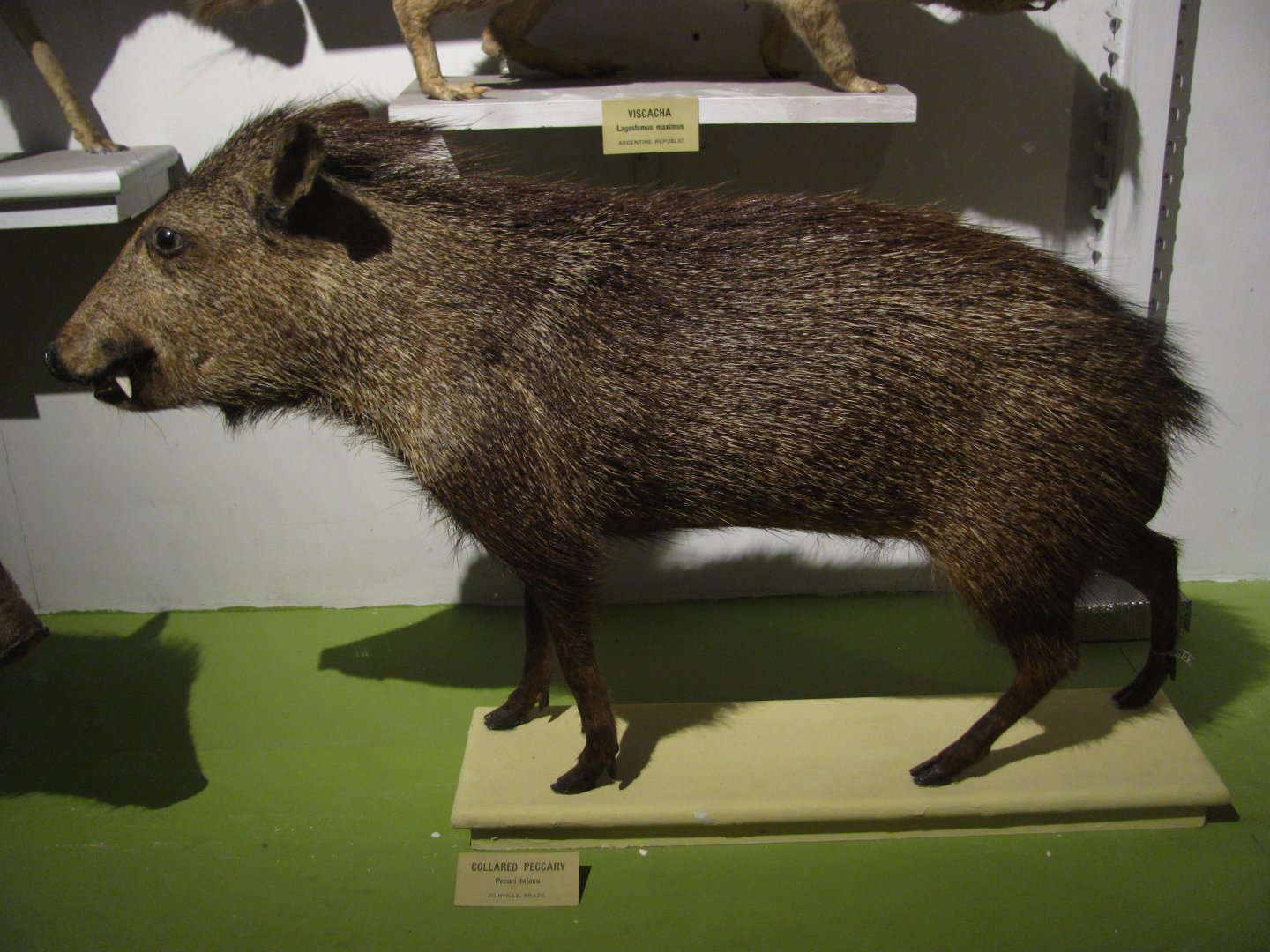 Collared Peccary