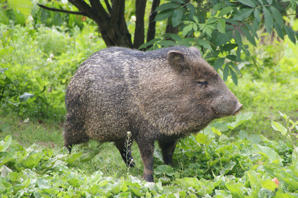 Collared Peccary