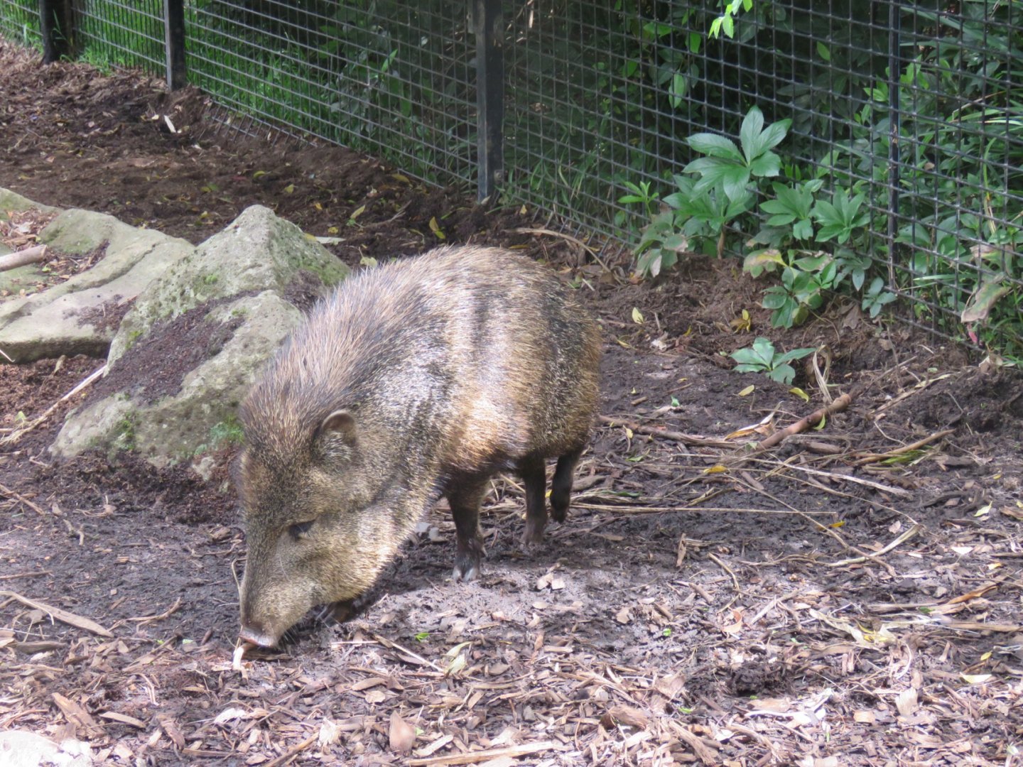 Collared Peccary