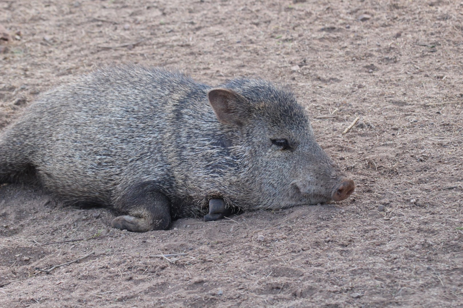 Collared Peccary