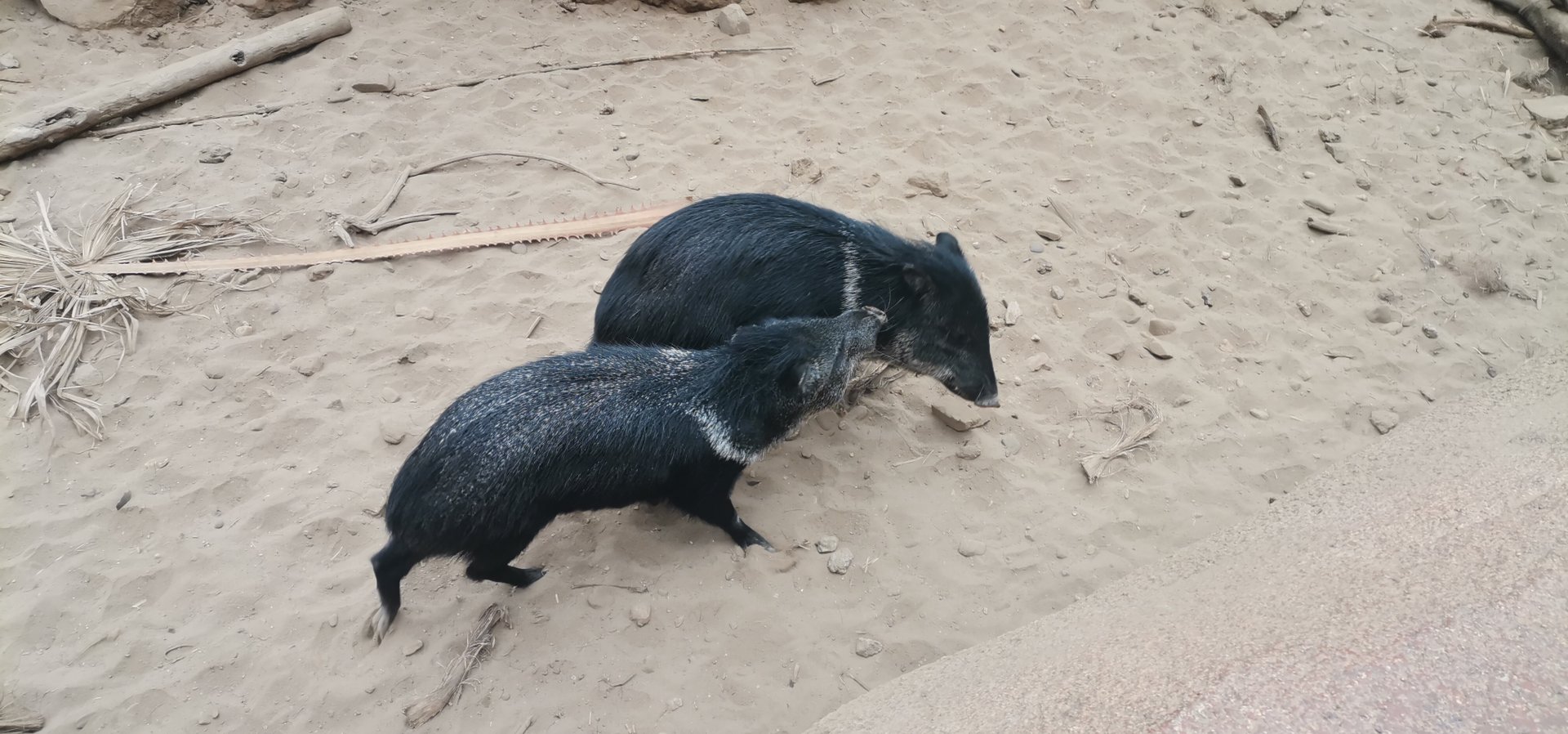 Collared Peccary