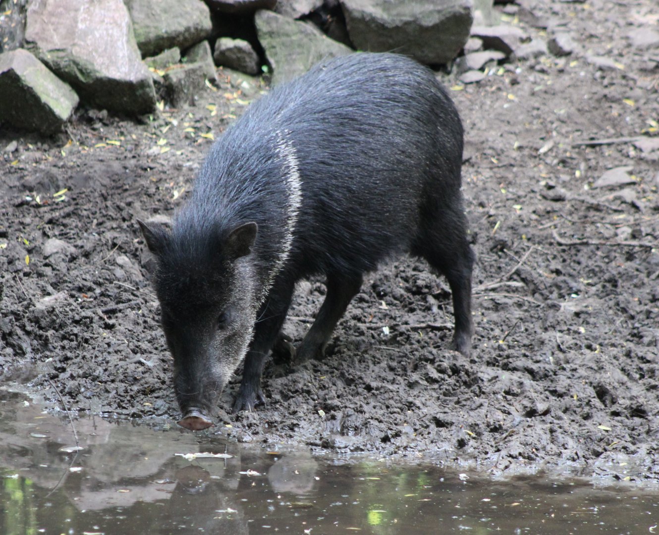 Collared peccary