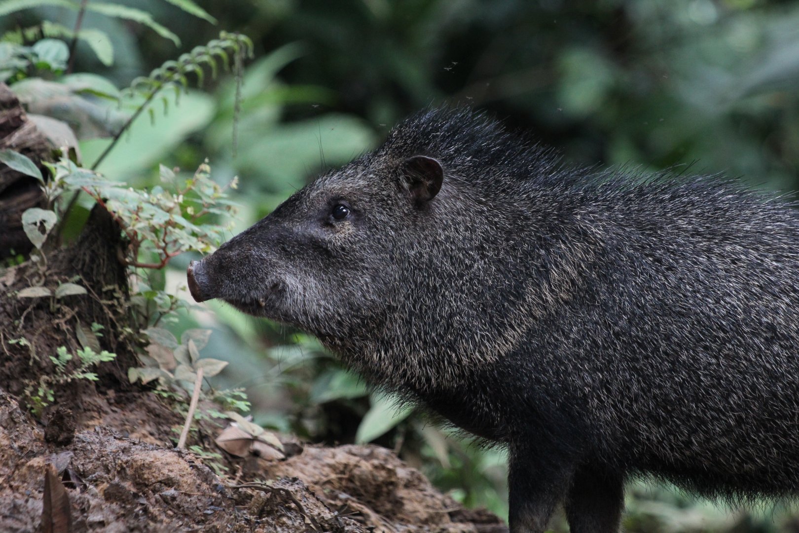 Collared Peccary