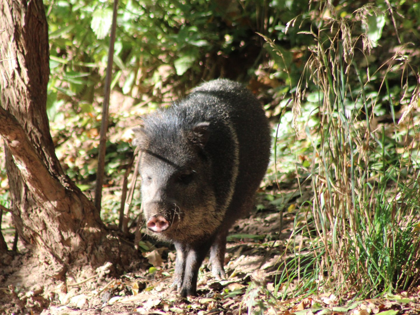Collared peccary