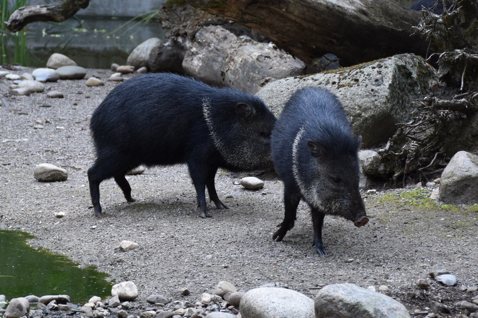 Collared peccary