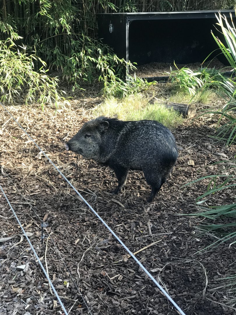 Collared Peccary