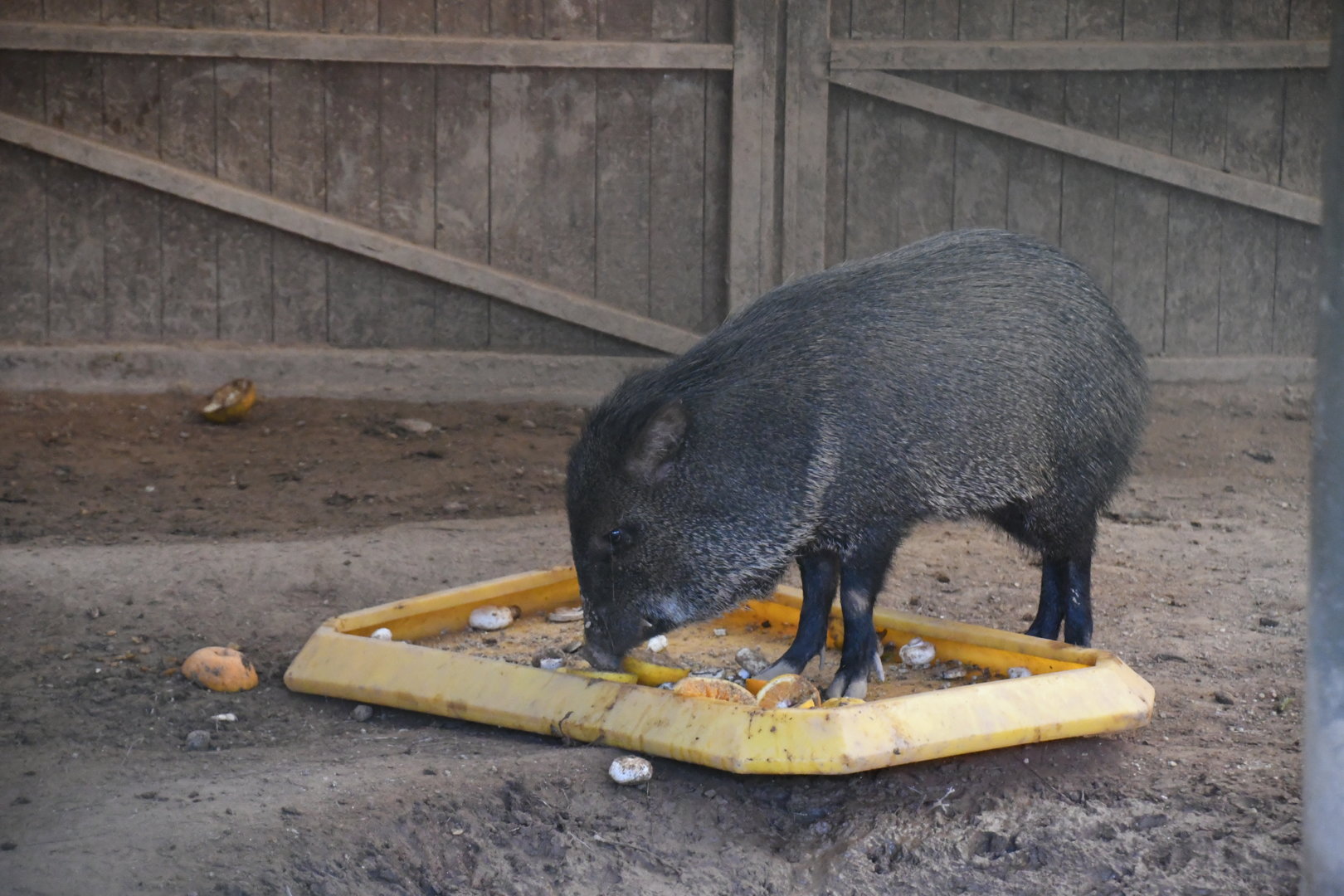 Collared Peccary