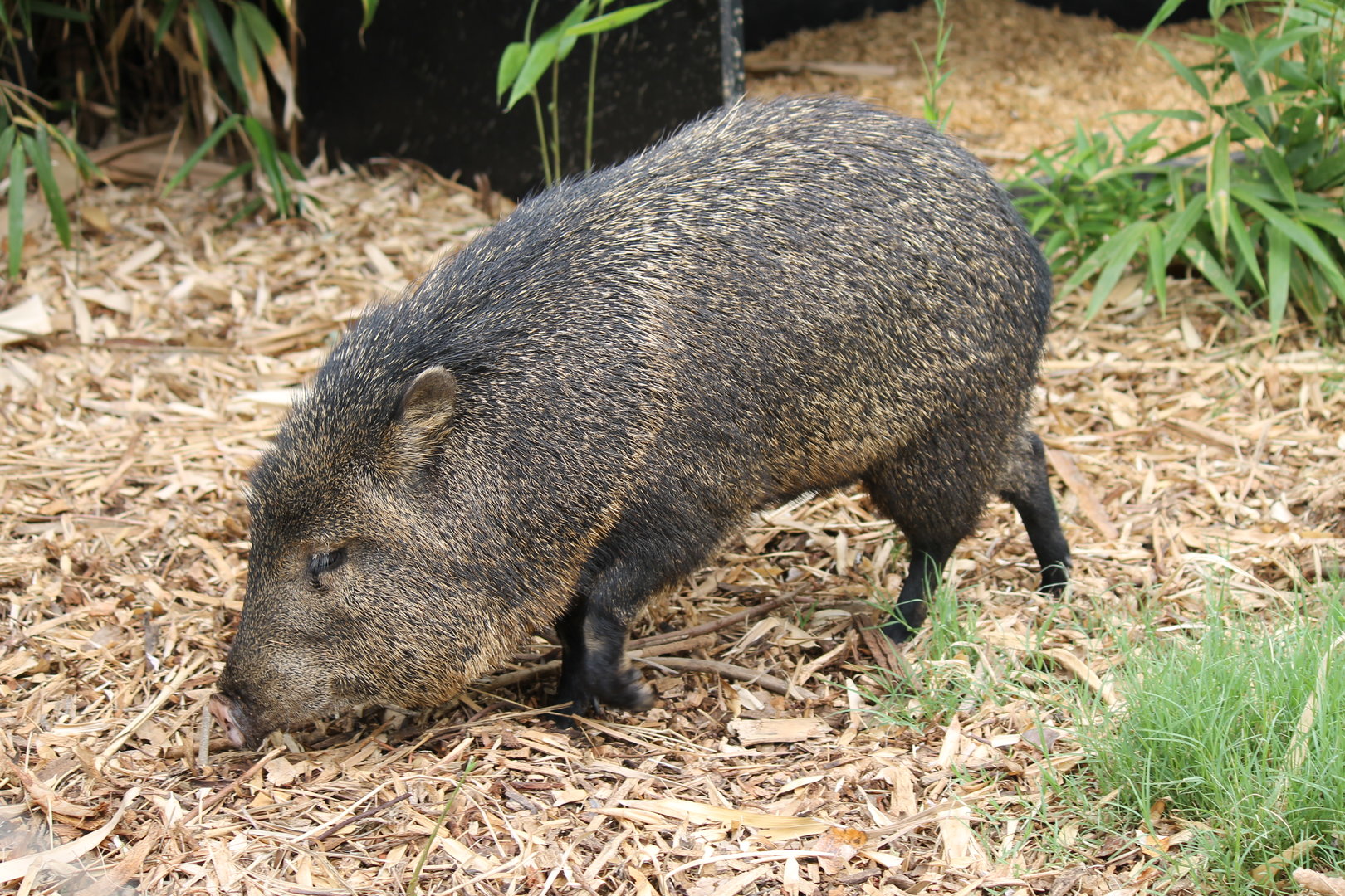 Collared Peccary