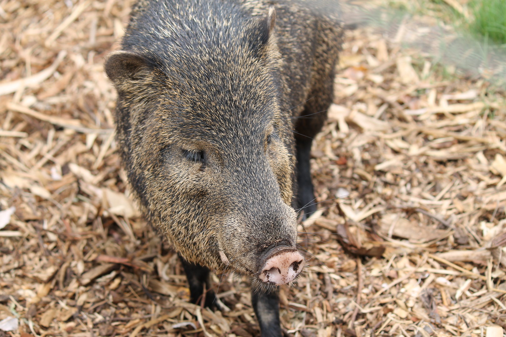 Collared Peccary