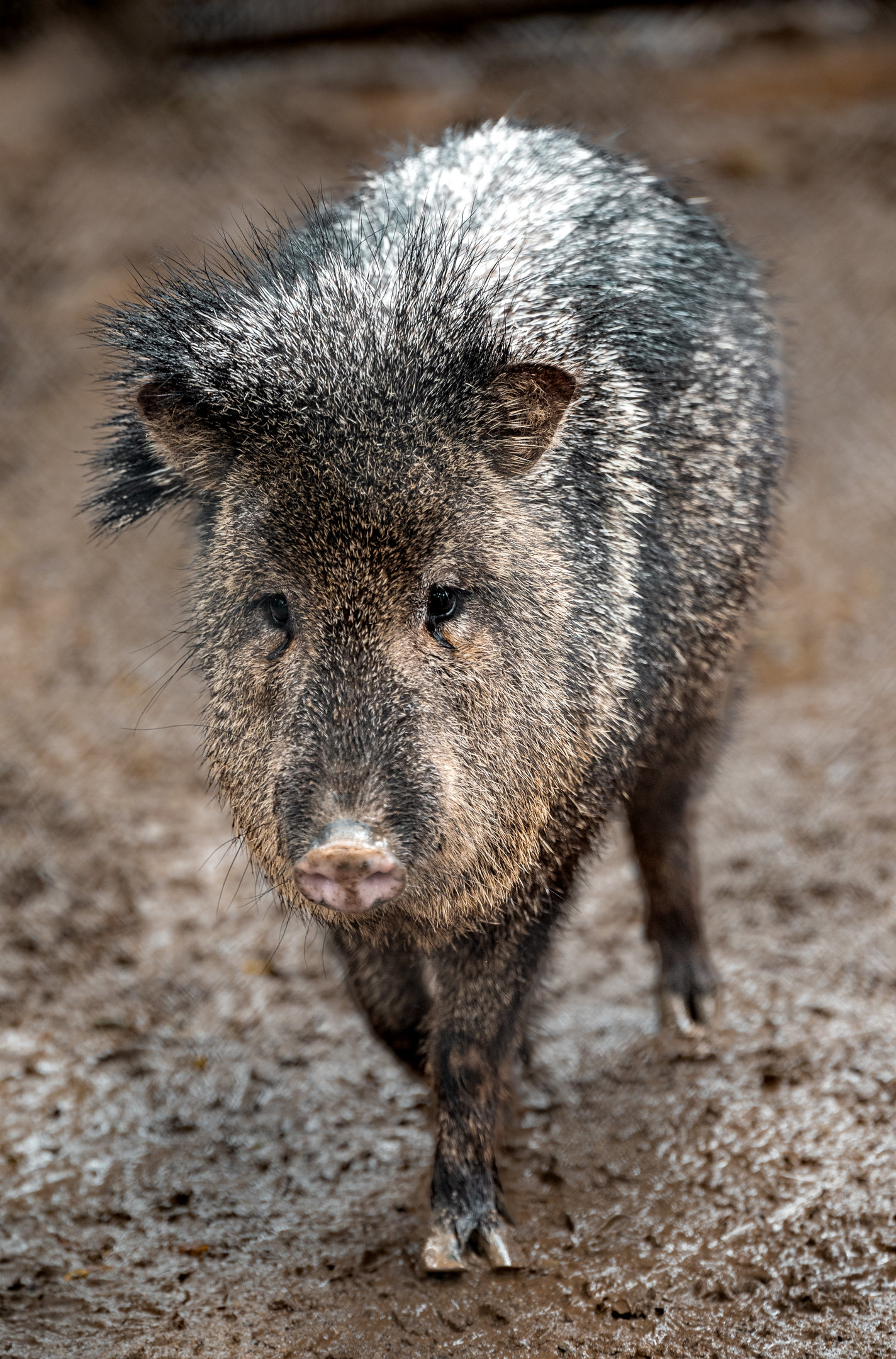 Collared Peccary
