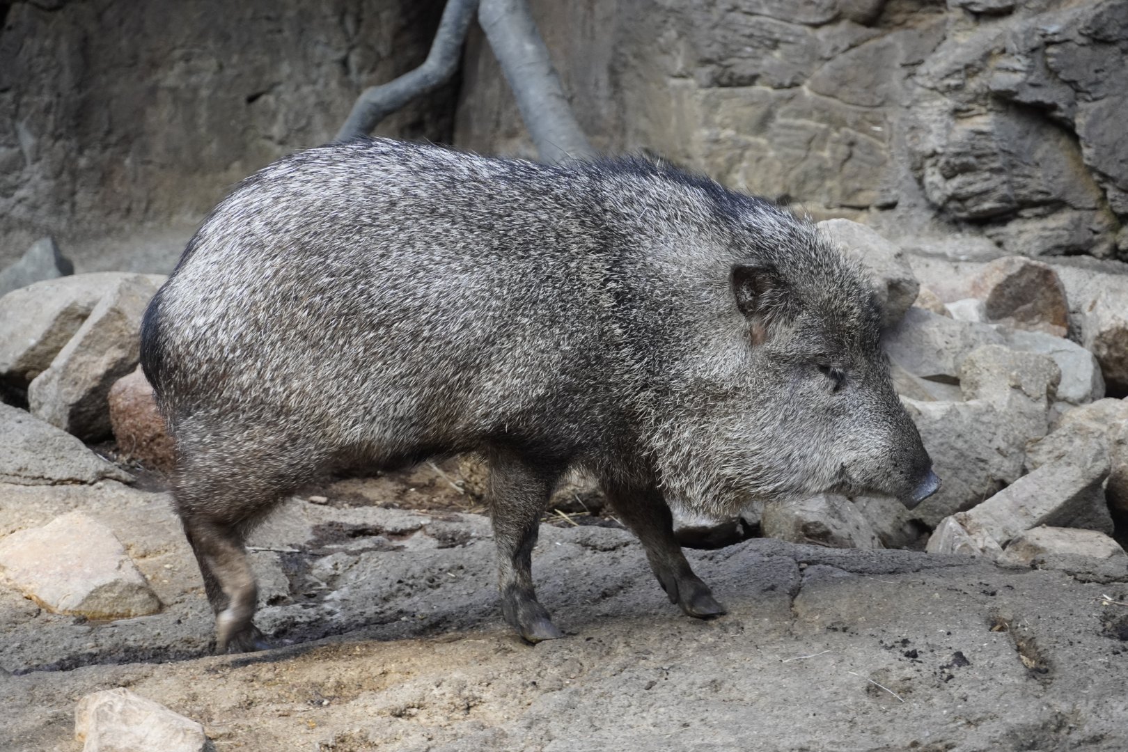 Collared Peccary