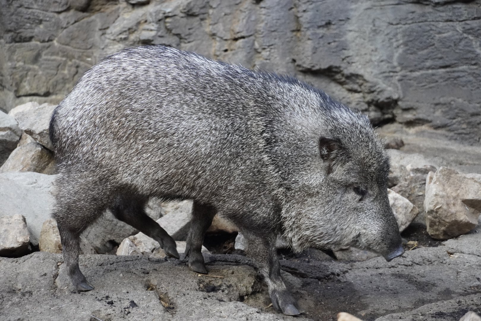 Collared Peccary