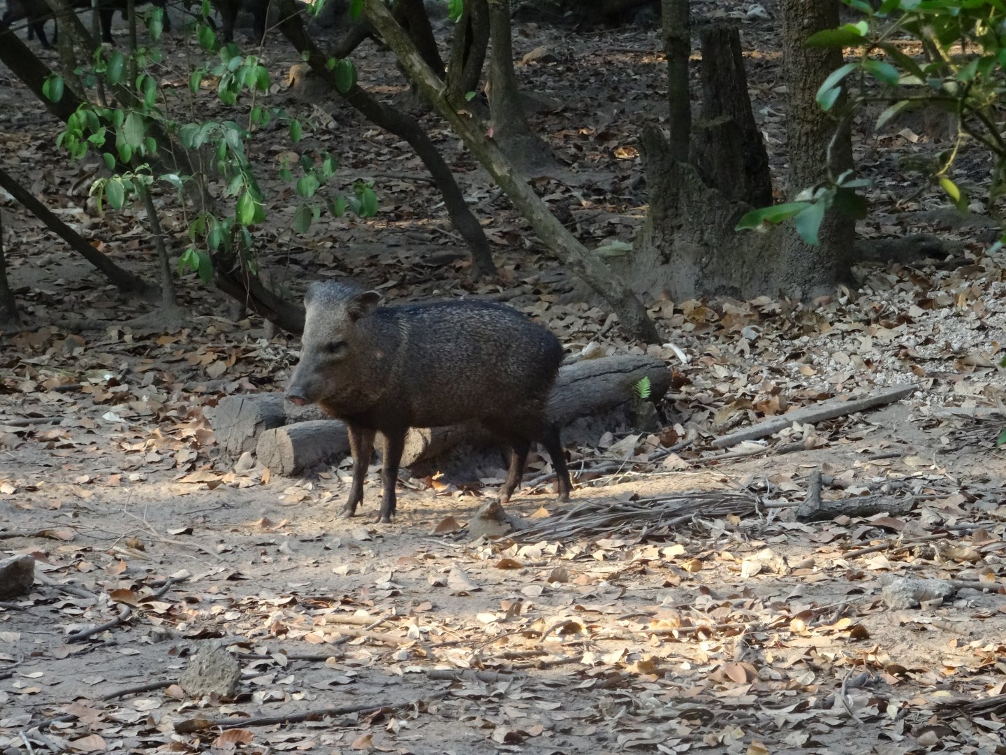 Collared Peccary