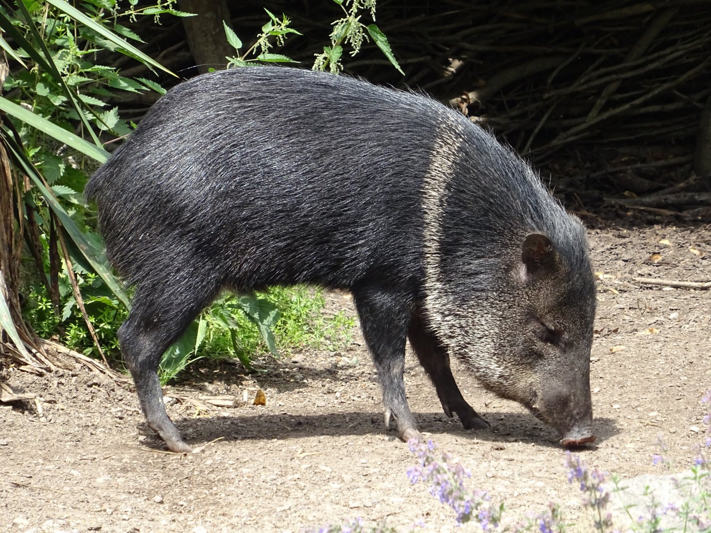 Collared Peccary