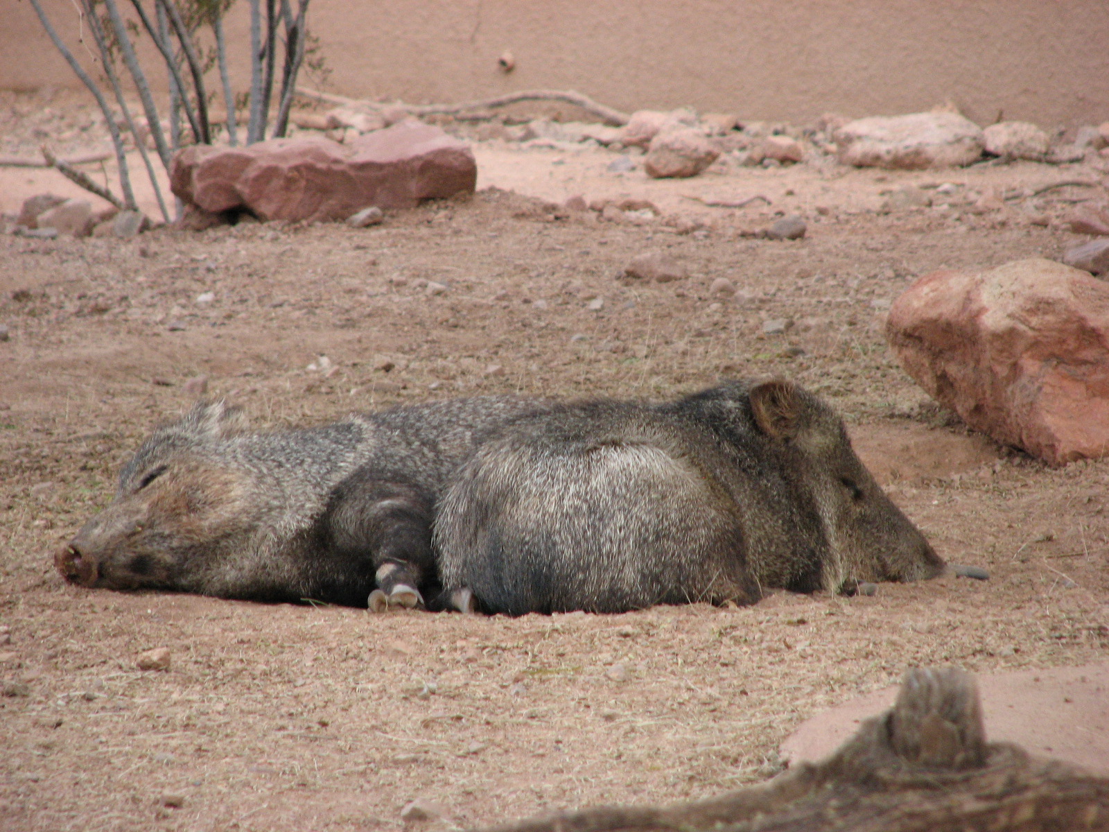 Collared Peccary
