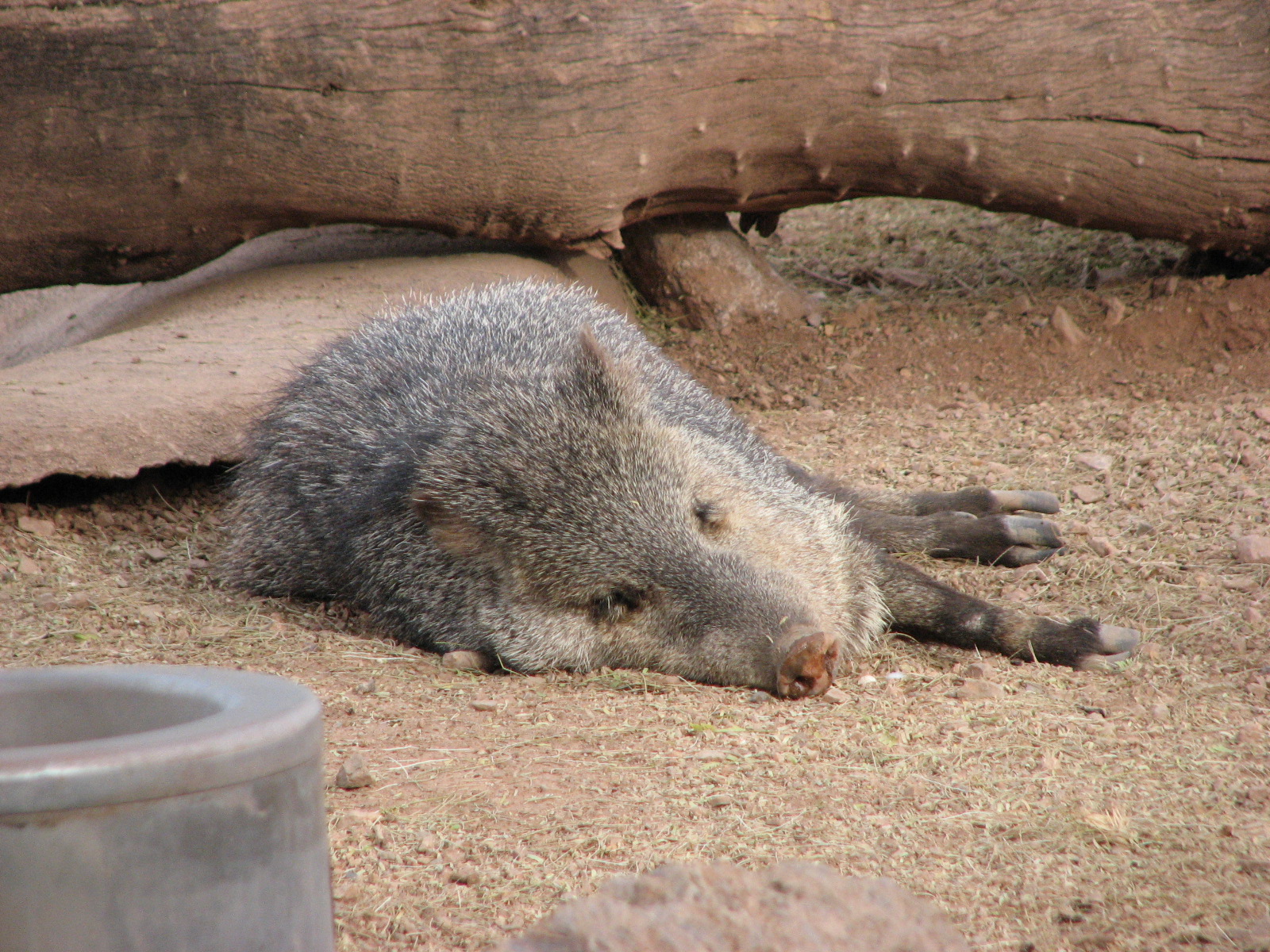 Collared Peccary