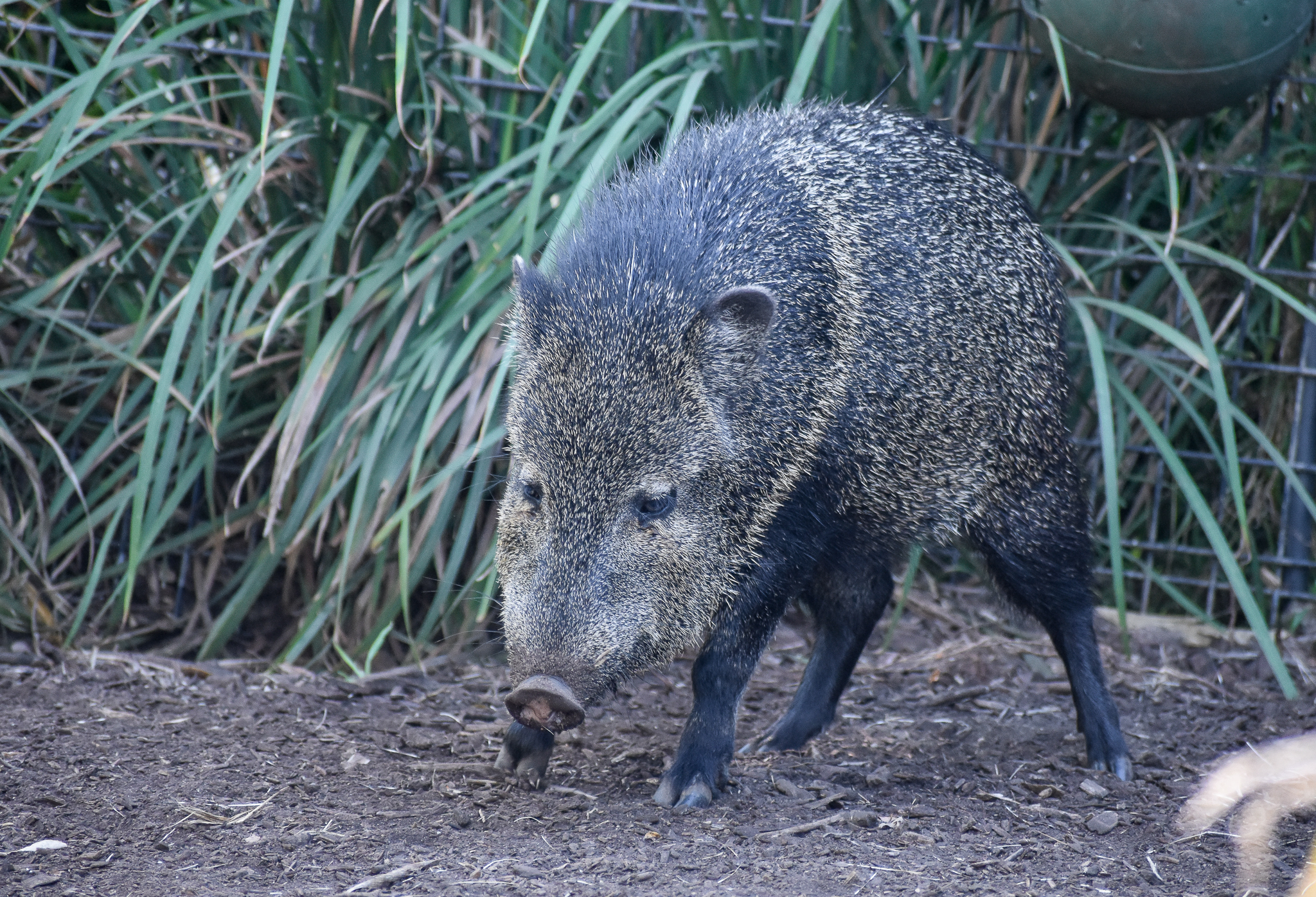 Collared Peccary