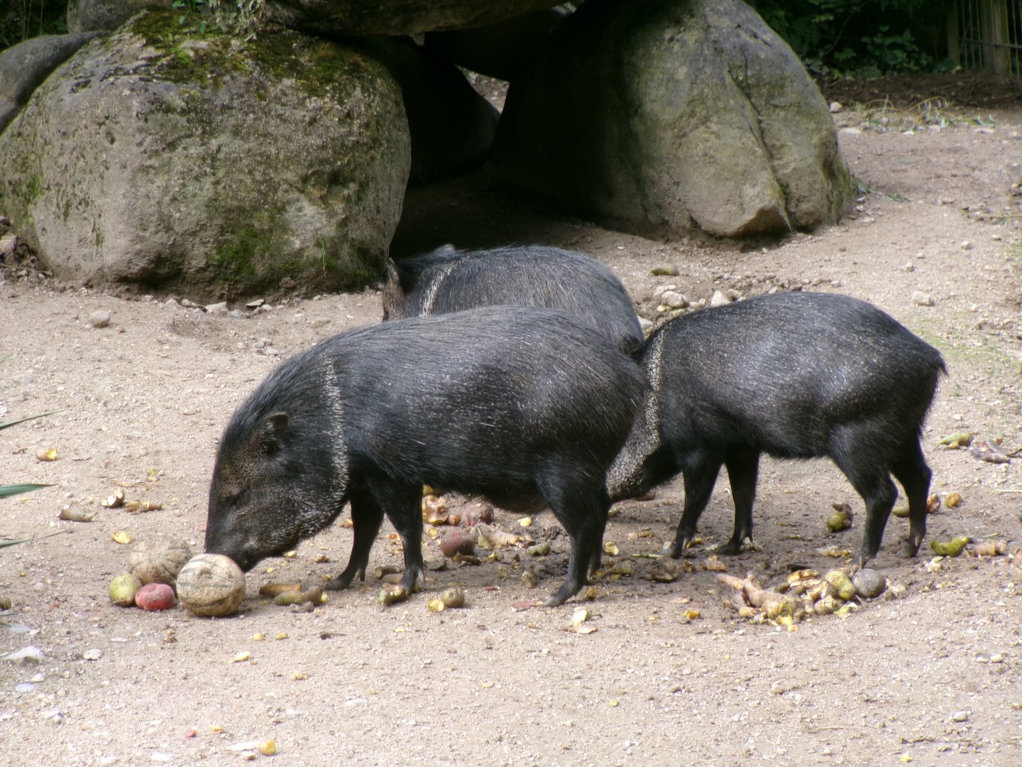 Collared peccary