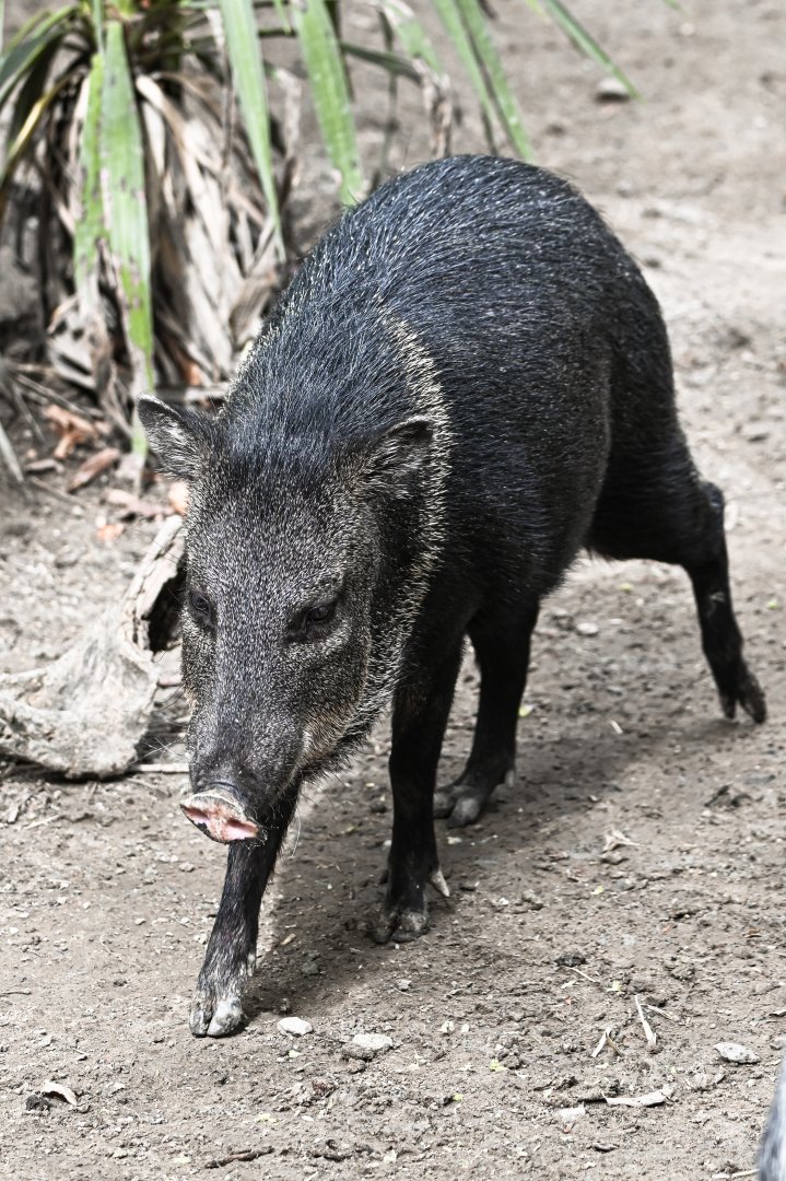 Collared peccary