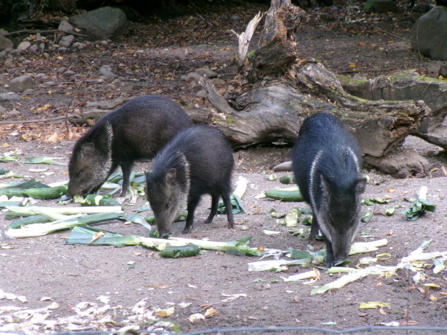 Collared peccary