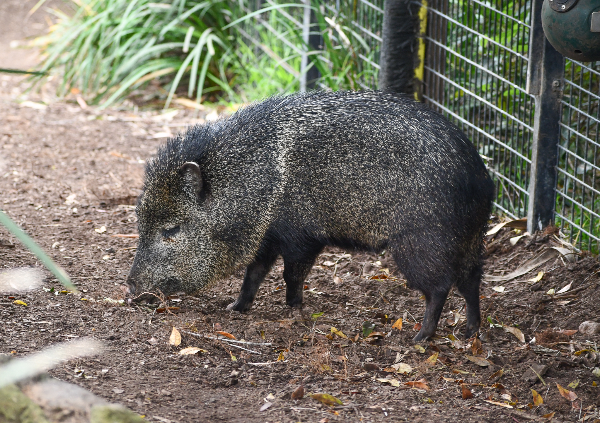 Collared Peccary