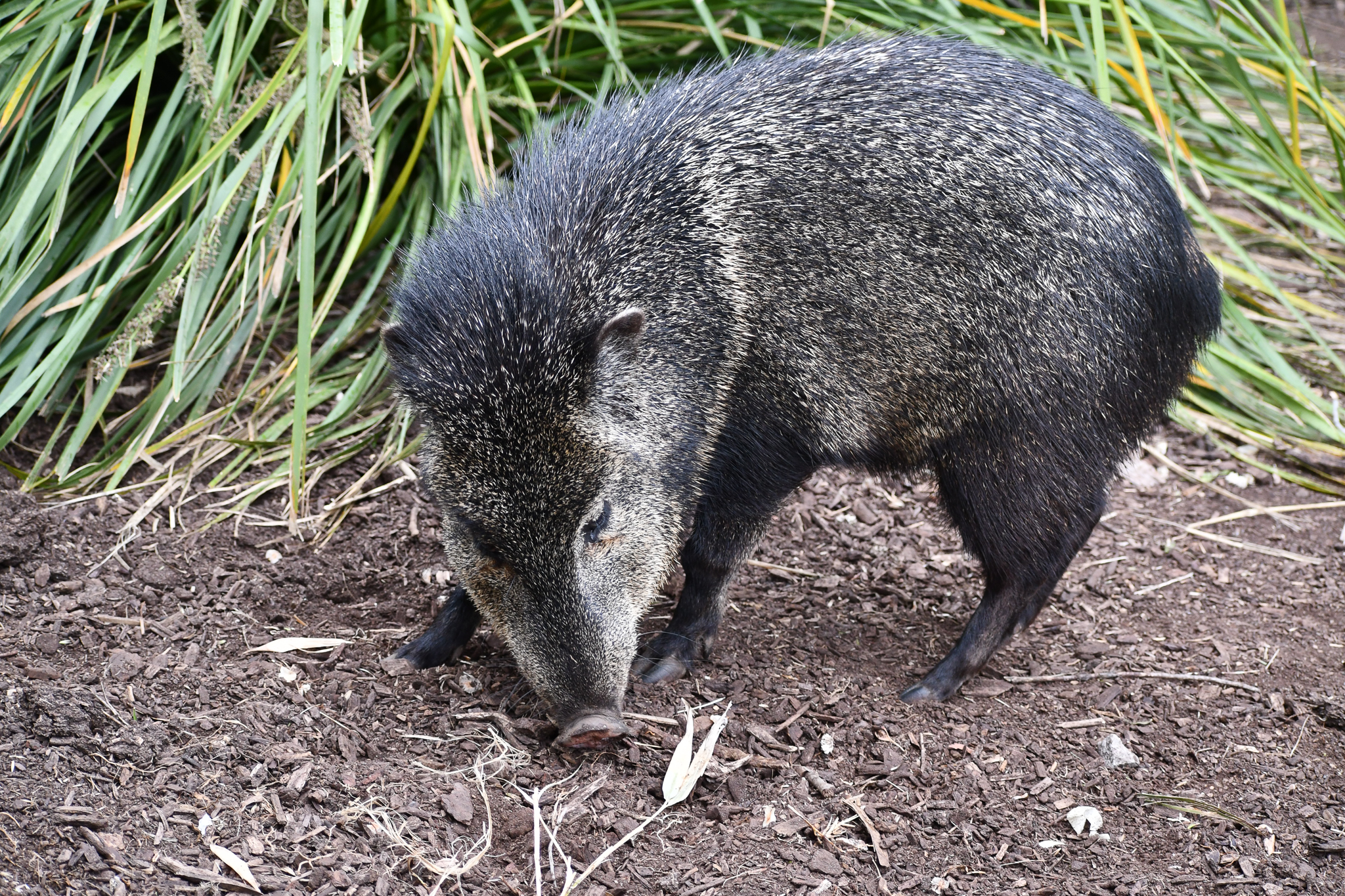 Collared Peccary