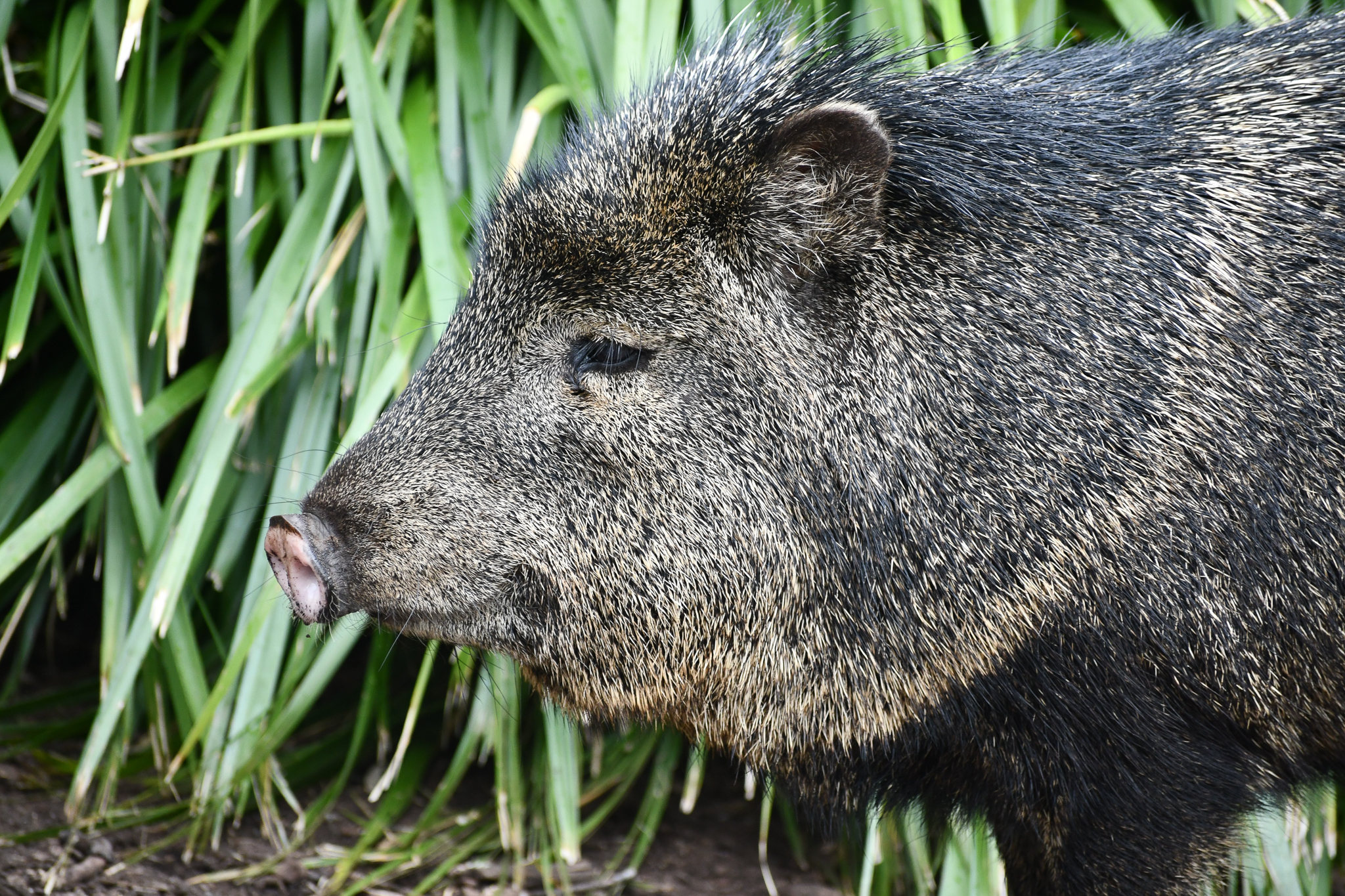 Collared Peccary