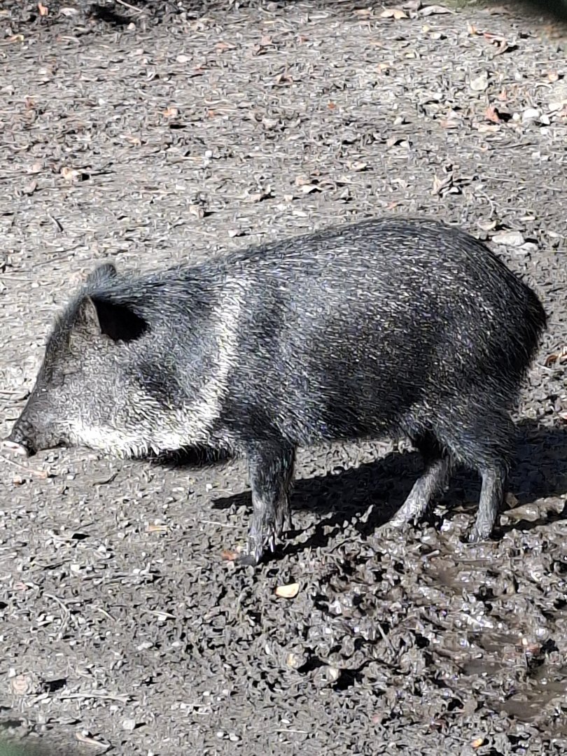 Collared Peccary