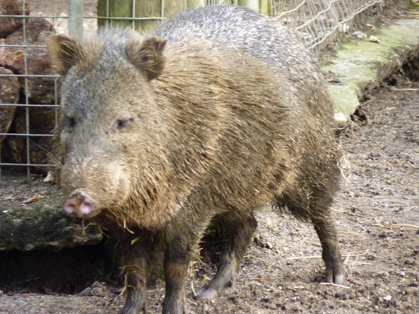 Collared Peccary