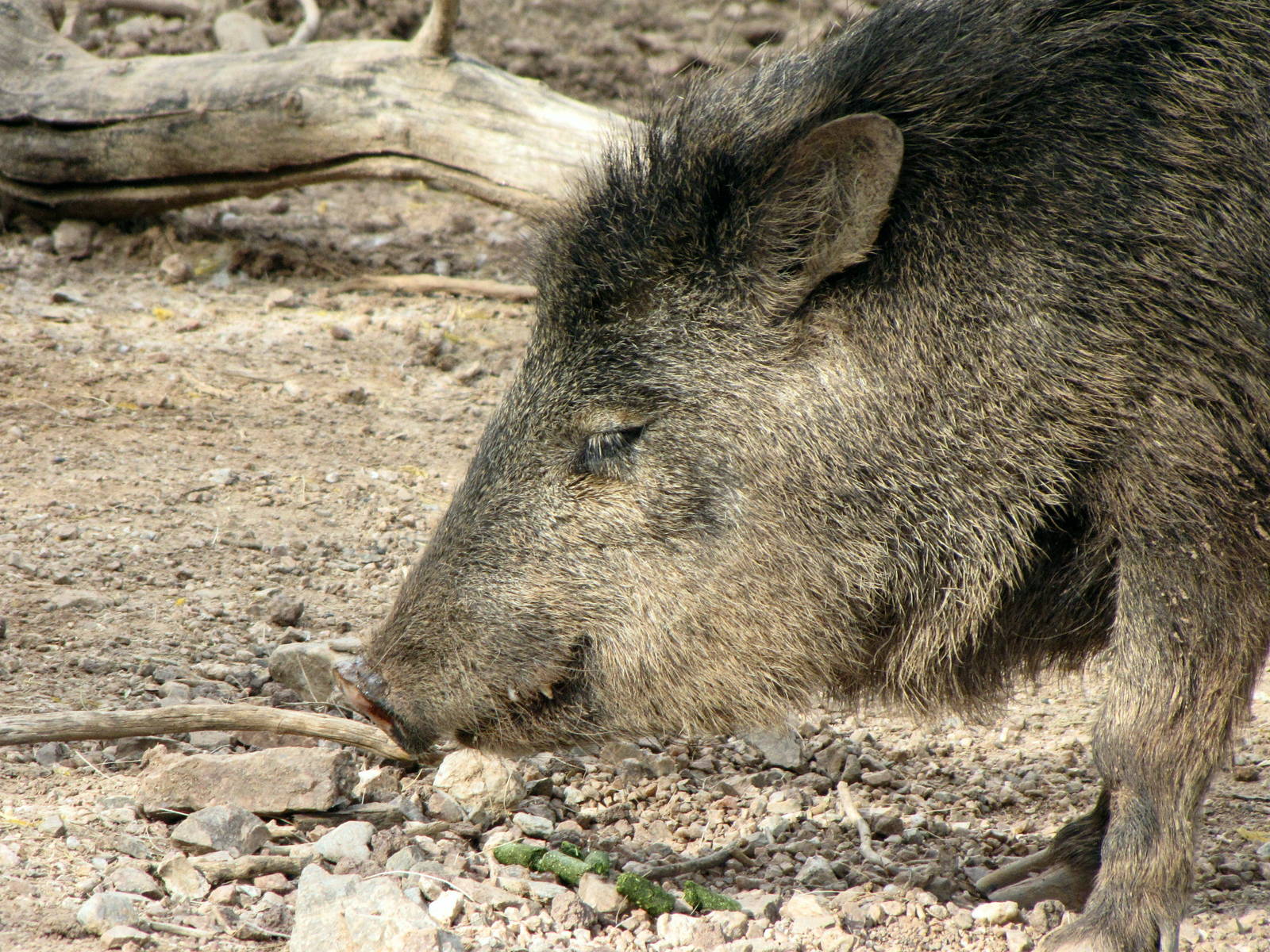 Collared Peccary