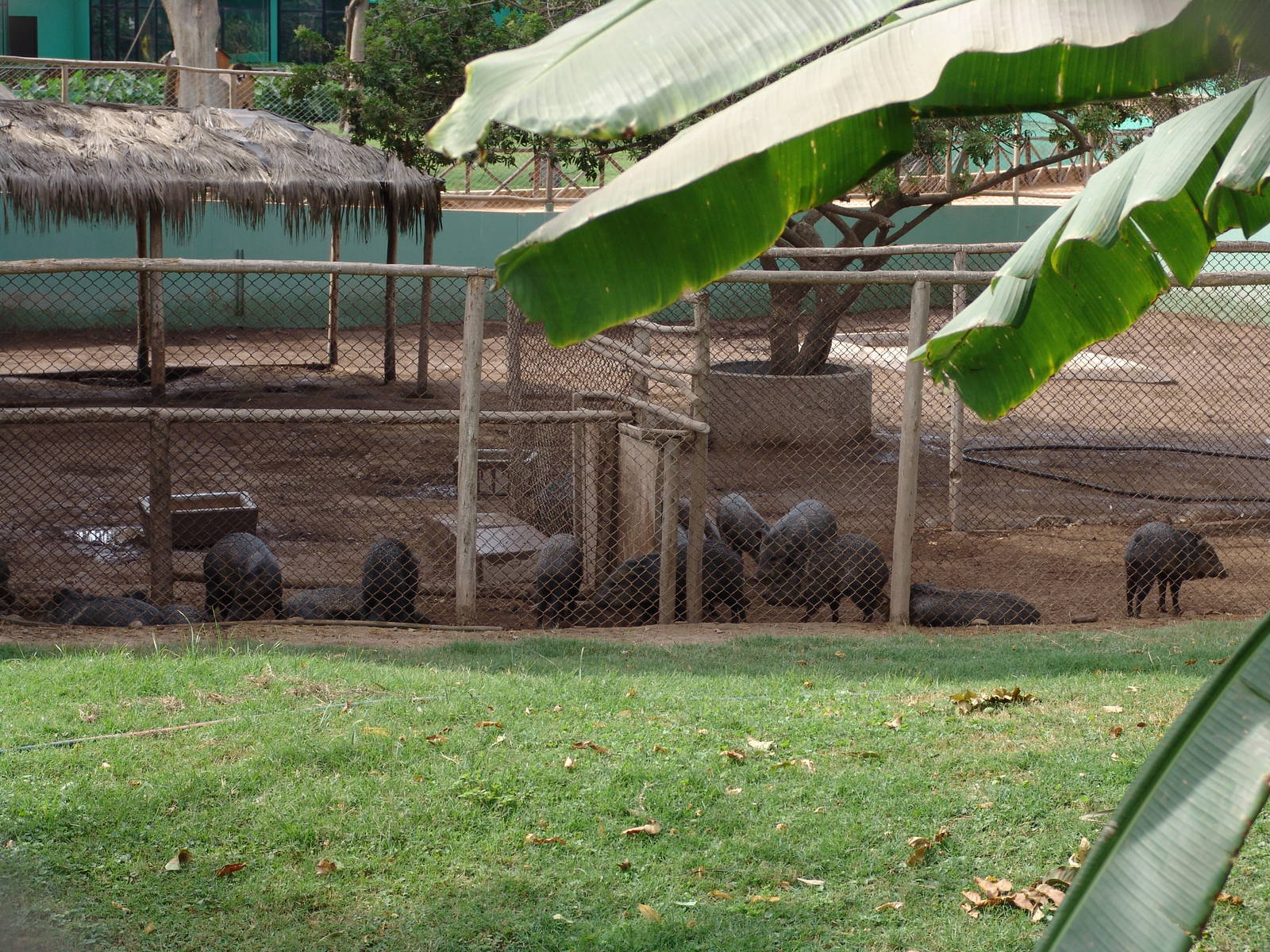 Collared Peccary's (Pecari tajacu) enclosure