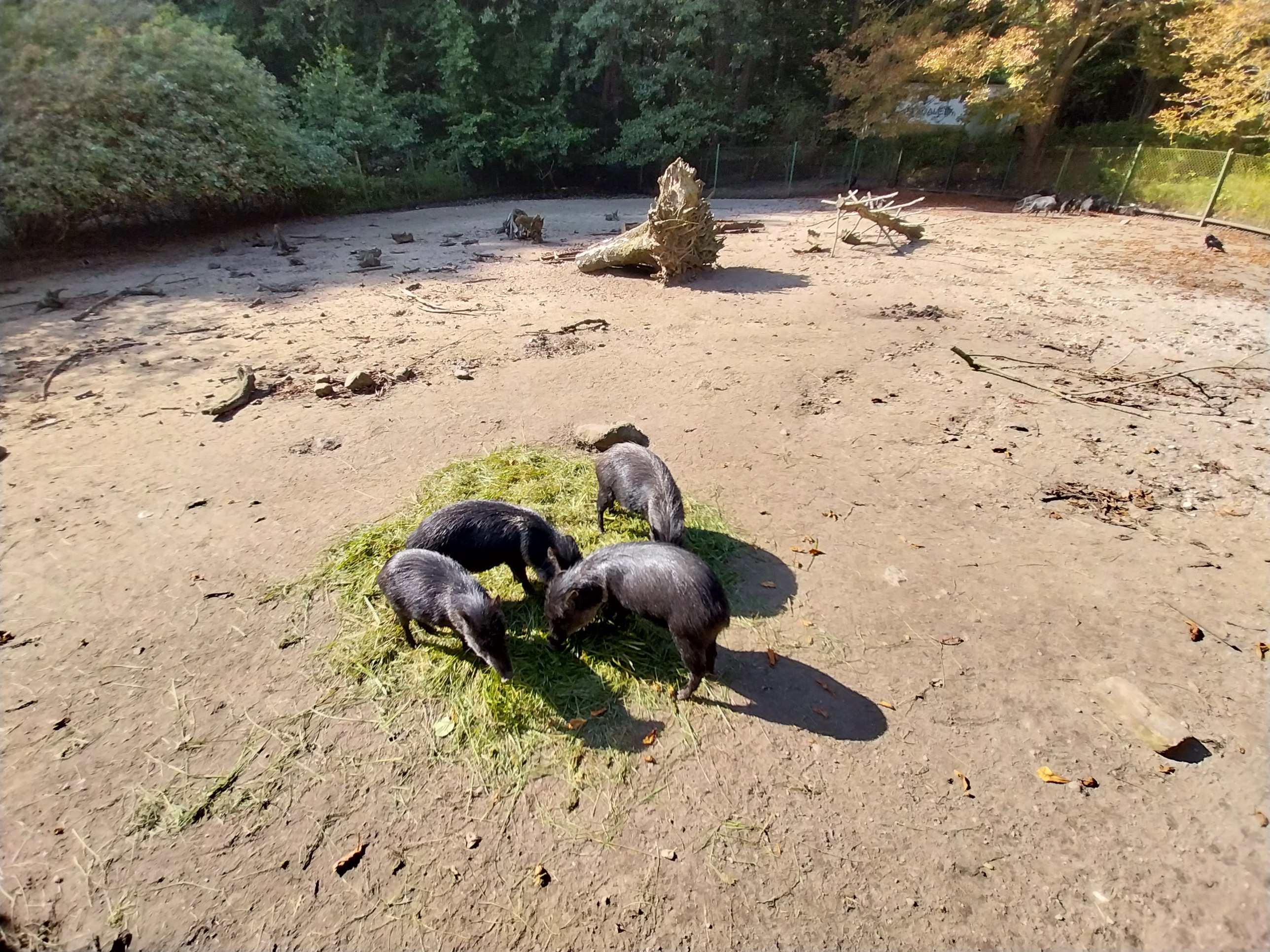 Collared Pecccary (Pecari tajacu)