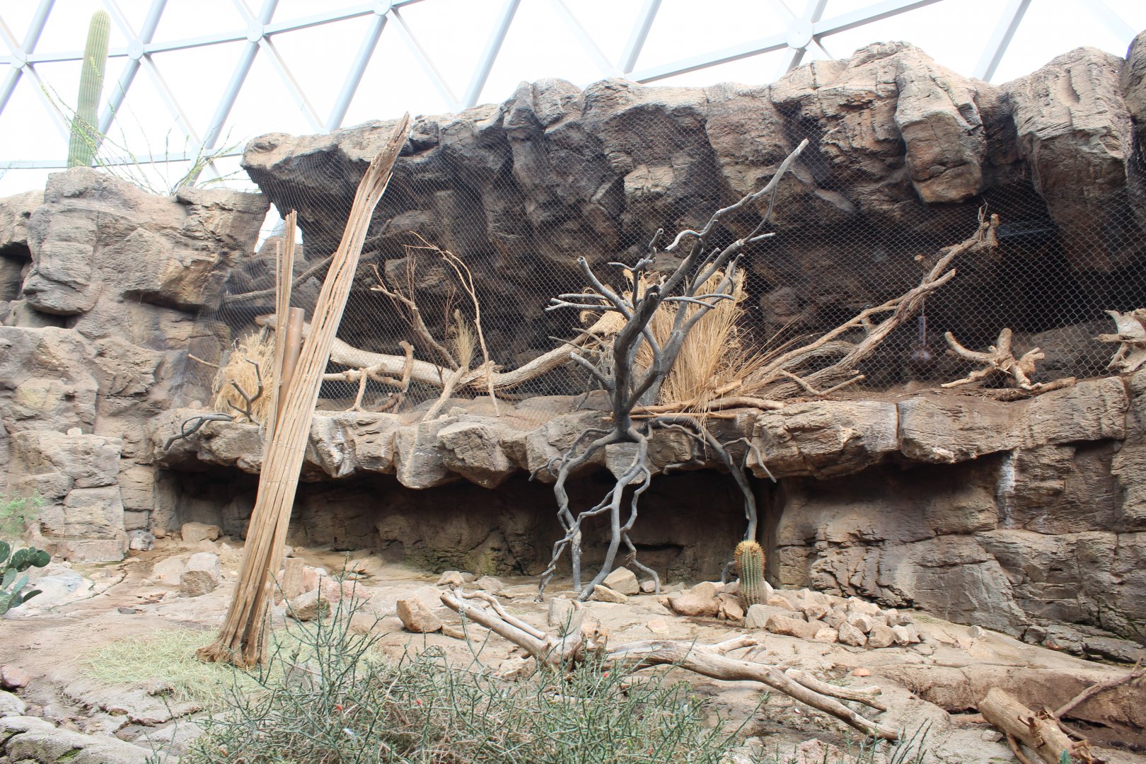 Collared Peccery Exhibit + Ocelot Exhibit - Desert Dome