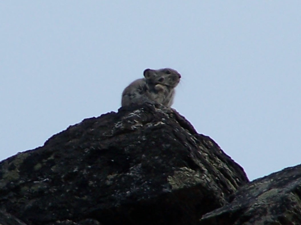 Collared Pika