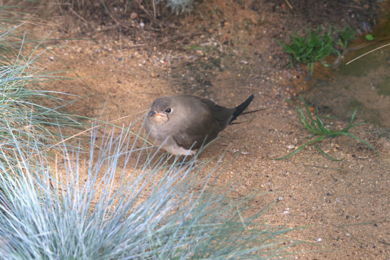 Collared Pratincole (Glareola pratincola), 13-09-25