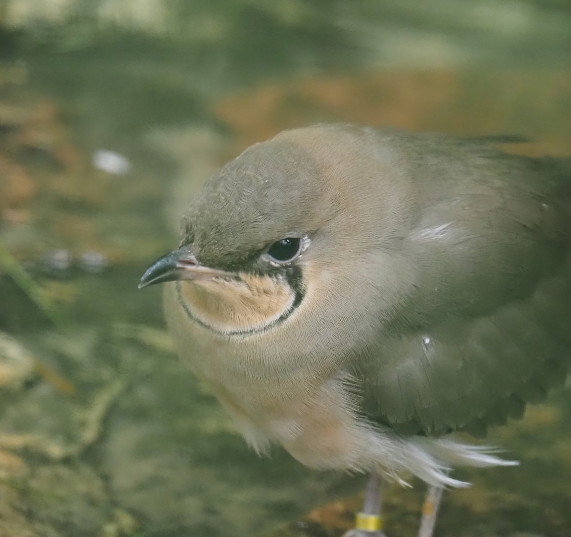Collared pratincole (Glareola pratincola), 2024-05-22