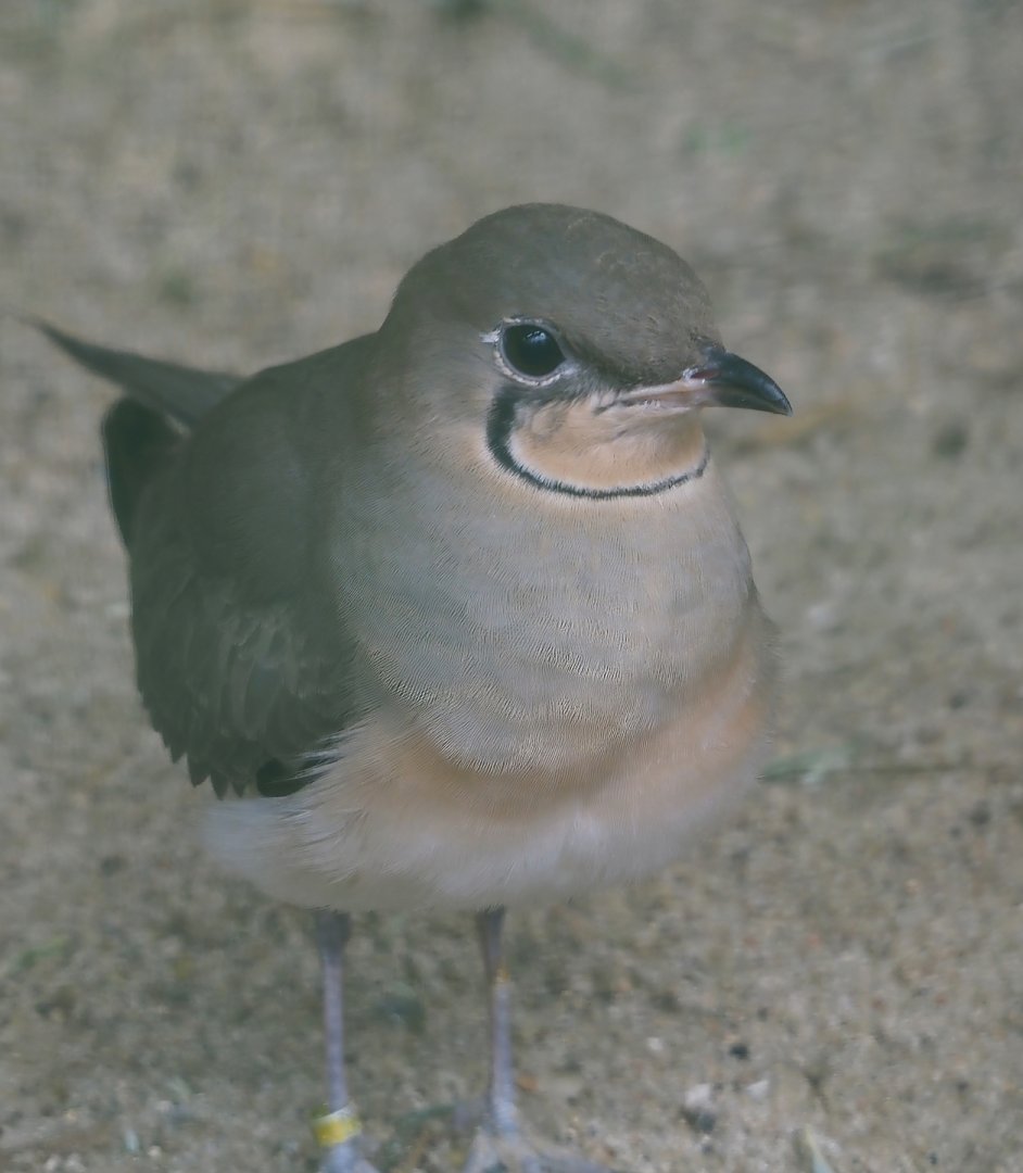 Collared pratincole (Glareola pratincola), 2024-05-23